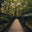 Falling Forest Cottage logo